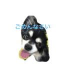 チワワの幸太さん 追加してます（個別スタンプ：13）