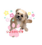 シーポメ ぼす（個別スタンプ：7）