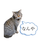 ゴンとチビ（個別スタンプ：5）