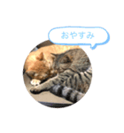ゴンとチビ（個別スタンプ：6）