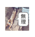 ゴンとチビ（個別スタンプ：8）