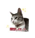 小町3（個別スタンプ：14）