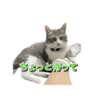 小町3（個別スタンプ：20）