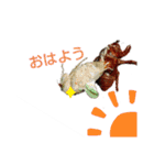 虫のスタンプです（個別スタンプ：3）
