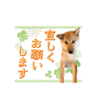 やんちゃ柴犬 茶々姫★子犬 社会人・敬語（個別スタンプ：4）