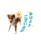 やんちゃ柴犬 茶々姫★子犬 社会人・敬語（個別スタンプ：10）