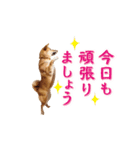 やんちゃ柴犬 茶々姫★子犬 社会人・敬語（個別スタンプ：14）