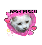 よったんファミリー（個別スタンプ：1）