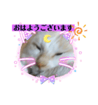 よったんファミリー（個別スタンプ：4）