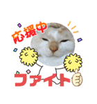 よったんファミリー（個別スタンプ：9）