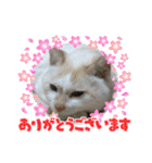よったんファミリー（個別スタンプ：11）