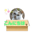 よったんファミリー（個別スタンプ：30）