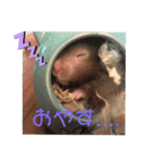 我が家の可愛い大家族 (第3弾)男子チーム（個別スタンプ：16）