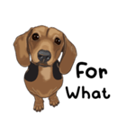 Dachshund_Englishバージョン（個別スタンプ：15）