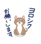 博多柴犬サム（個別スタンプ：2）