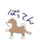 博多柴犬サム（個別スタンプ：10）