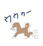 博多柴犬サム（個別スタンプ：12）