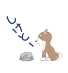 博多柴犬サム（個別スタンプ：16）