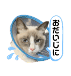 みるくとまめ（個別スタンプ：4）