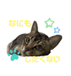 みるくとまめ（個別スタンプ：11）