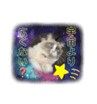みるくとまめ（個別スタンプ：14）