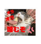 みるくとまめ（個別スタンプ：18）