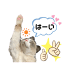 みるくとまめ（個別スタンプ：22）