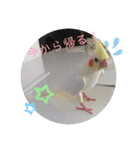 まるいふちのインコのすたんぷ（個別スタンプ：3）