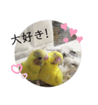 まるいふちのインコのすたんぷ（個別スタンプ：4）