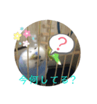 まるいふちのインコのすたんぷ（個別スタンプ：5）