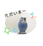 まるいふちのインコのすたんぷ（個別スタンプ：6）