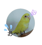 まるいふちのインコのすたんぷ（個別スタンプ：9）