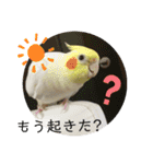 まるいふちのインコのすたんぷ（個別スタンプ：10）