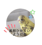 まるいふちのインコのすたんぷ（個別スタンプ：11）