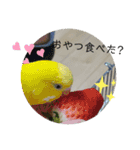 まるいふちのインコのすたんぷ（個別スタンプ：14）