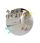 まるいふちのインコのすたんぷ（個別スタンプ：15）