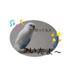 まるいふちのインコのすたんぷ（個別スタンプ：16）