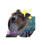 シェルティ蓮華の日常2（個別スタンプ：2）