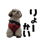 シーズー犬 らいくん 3（個別スタンプ：1）