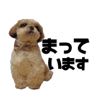 シーズー犬 らいくん 3（個別スタンプ：11）