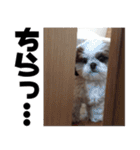 シーズー犬 らいくん 3（個別スタンプ：14）