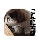 シーズー犬 らいくん 3（個別スタンプ：17）