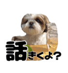 シーズー犬 らいくん 3（個別スタンプ：36）