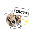 愛犬の気持ち①（個別スタンプ：1）
