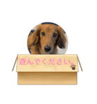 愛犬の気持ち①（個別スタンプ：2）