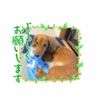 愛犬の気持ち①（個別スタンプ：3）