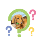 愛犬の気持ち①（個別スタンプ：5）