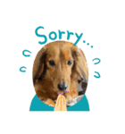 愛犬の気持ち①（個別スタンプ：6）
