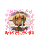 愛犬の気持ち①（個別スタンプ：8）