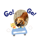愛犬の気持ち①（個別スタンプ：9）